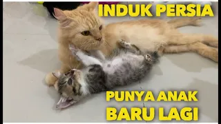 INDUK KUCING PERSIA INI SAYANG SEMUA ANAK KUCING