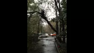 Удаление аварийного наклонного дерева в Москве (www.pro-alpinizm.ru)