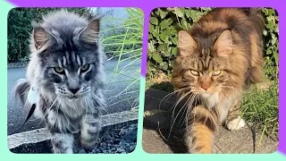 🐾 Unique stroll: Contrasting Maine Coon Sherkan and Shippie characters will surprise you! 🍃V80