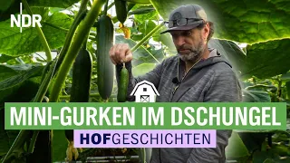 Gurken wachsen im Hamburger Treibhaus optimal | Hofgeschichten: Leben auf dem Land (232) | NDR