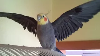 Funny cockatiel singing