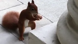 Getting nuts - Das Kanzleieichhörnchen