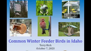 Common Winter Feeder Birds in Idaho