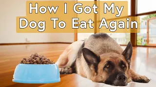 Dog Won't Eat? (This Simple Trick Will Fix That)