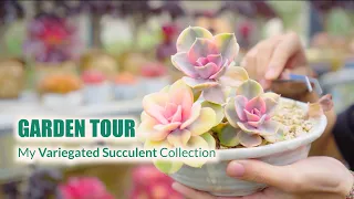 My Variegated Succulent Collection (with ID) - Garden Tour EP4 | 9 Years Living with Succulents