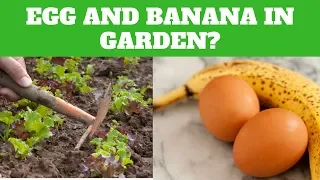 What Will Happen If You Bury An Egg And A Banana In The Garden!!