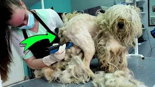 YOU WON'T BELIEVE how this AGGRESSIVE DOG was before Shaving all this matted fur (And We Paid $100)