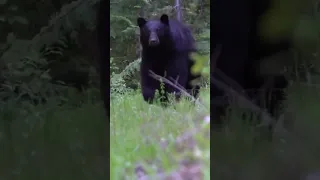 How To Identify A Bears Gender!