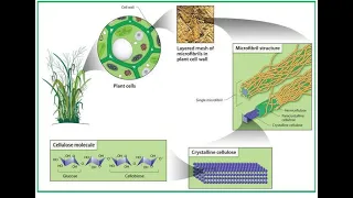Module 1 Cellulose filters and PHA & PLA Bioplastics