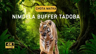 Biggest Male Tiger in Tadoba | Tadoba Famous Male Tiger Chota