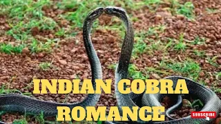 Rare Sight of King Cobra Romance | Cobra Snake Mating Video Compilation