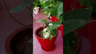 Parijat Plant / Harshringar #shorts #nightjasmine #youtubeshorts