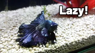 Why Betta Fish is Lazy : Staying at bottom