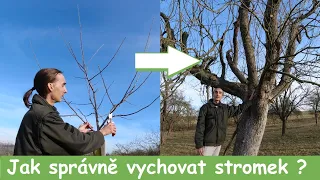 Výchovný řez ovocných stromů aneb jak správně ostříhat mladý stromek.