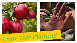 Planting Fruit Trees Tips, Tricks and Hard Learned Lessons