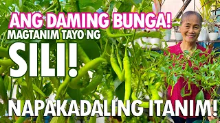 ANG DAMING SILI! PAANO NGA BA ITO ITINATANIM? (Sili Planting Tutorial) | Haydee's Garden