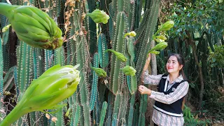 Have you ever eat Pedro Cactus flower like this | Pedro Cactus flower recipe | Pedro cactus flower