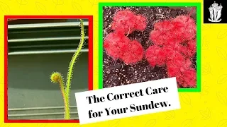 Sundew Care - How to Care for a Sundew