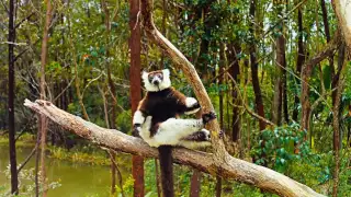 Island of Lemurs: Madagascar IMAX® Trailer