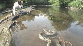 Jack Russell Terrier vs. Snake