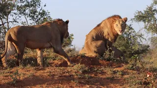 Pride of Three Male Lions REUNITED! Touching Moment…