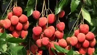 ঈশ্বরদীর নামকরা লিচু │ MOUTH WATERING LITCHIS OF ISHWARDI IN BANGLADESH