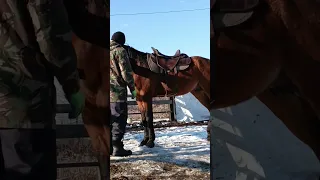 Как научить лошадь давать ногу? How to teach a horse to give a leg?