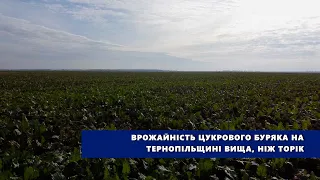 Врожайність цукрового буряка на Тернопільщині вища, ніж торік