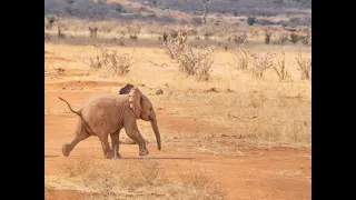 Henry Mancini - Baby Elephant Walk  ( from "Hatari")