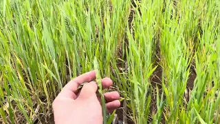 Озимая пшеница без дождей (Ростовская область) 2024г