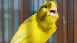 champion canary for your canary training