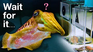Can this Cuttlefish Pass an Intelligence Test Designed for Children?