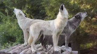 Wolf Howl Trio