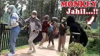 Bushman & Monkey Prank || Epic Prank Collaboration