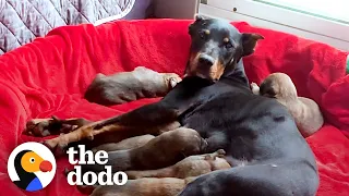 Growling Mama Dog and Her 7 Babies Were Living In A Tent, Until… | The Dodo