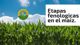 Etapas Fenologicas del Maiz