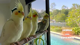 Baby Birds Look So Much Alike Their Mum and Uncle