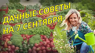 Советы огородникам на 7 сентября | Сад и огород