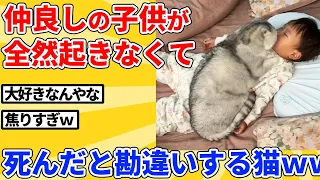 【2ch動物スレ】異常に爆睡するキッズが〇んだと思った猫の反応ｗｗｗｗｗ