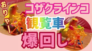 コザクラインコのぴーちゃん、観覧車を爆回し