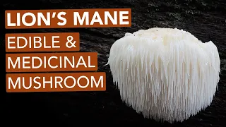 Foraging Lion's Mane Mushroom — Edible & Medicinal
