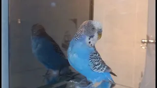 Хвилястий папуга розмовляє