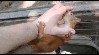 Ушастик учится новому / A familiar squirrel learns new things