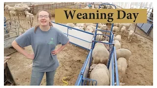 How We Wean Lambs (IT'S SO LOUD!):  Vlog 82