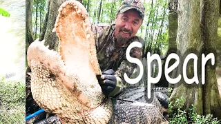 Giant Alligator Versus Spear, Part 2