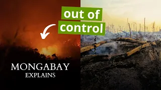 The Amazon's Destruction by Fires | Mongabay Explains