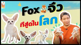 Fennecfox จิ้งจอกจิ๋วที่สุดในโลก !! คนรักสุนัขห้ามพลาด Minizoo cafe EP.10