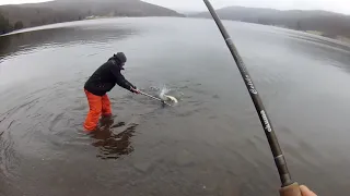 Huge Allegany Brown Trout (and Brook Trout)!