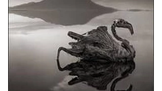 Озеро-убийца в Африке, превращает животных в каменные статуи.Озеро Натрон