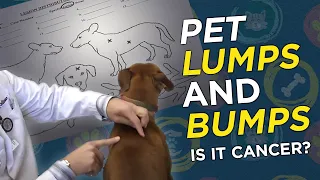 Is it Cancer? Pet Lumps & Bumps  - VetVid Episode 023